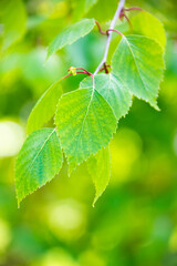 Bright green leaves of birch tree, sunny spring landscape, natural background