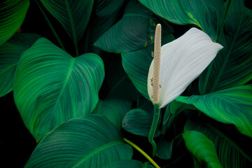 Abstract green leaves texture, nature background, tropical leaves