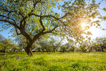 Splendid ornamental garden with blooming lush trees on a sunny day.