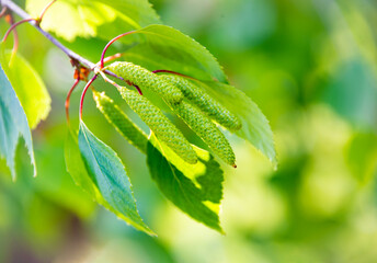 Bright green leaves of birch tree, sunny spring landscape, natural background