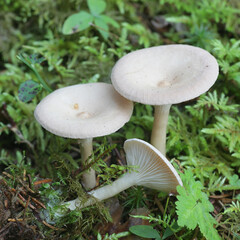 Clitocybe catinus, a funnel mushroom from Finland with no common English name