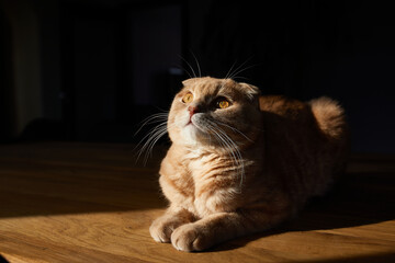 British cat is lying on wooden table in the sunlight at home. Space for text, hard light. Domestic pet life.