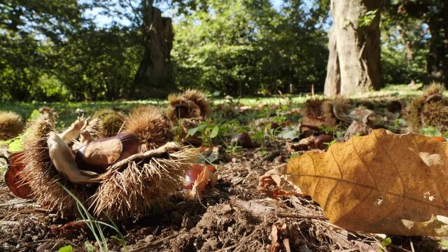 Chestnut Fruits Inside and Outside Hedgehog with Leaves on the ground in autumn before harvest