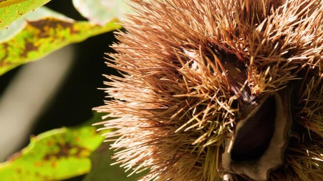 Chestnut Single Fruit in Hedgehog with Leaves hanging on tree's branch Tele Photo Backlight in autumn before harvest