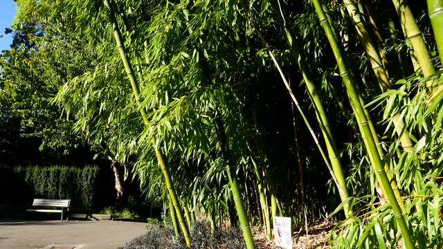 Bamboo In breeze on a sunny day at Queen Elizabeth Park