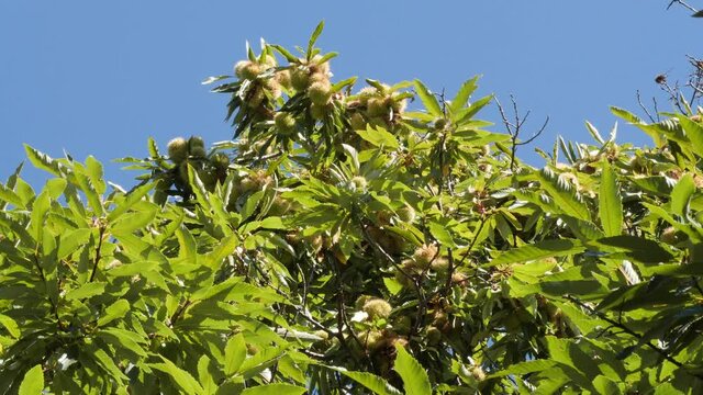 Chestnut Numerous Fruits in Hedgehog With Leaves Hanging on Treetop in autumn before harvest