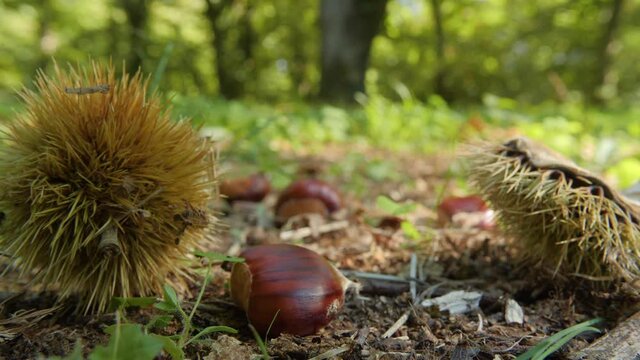 Chestnut Fruit Dropping on the Ground Near Hedgehogs Close Up in autumn before harvest