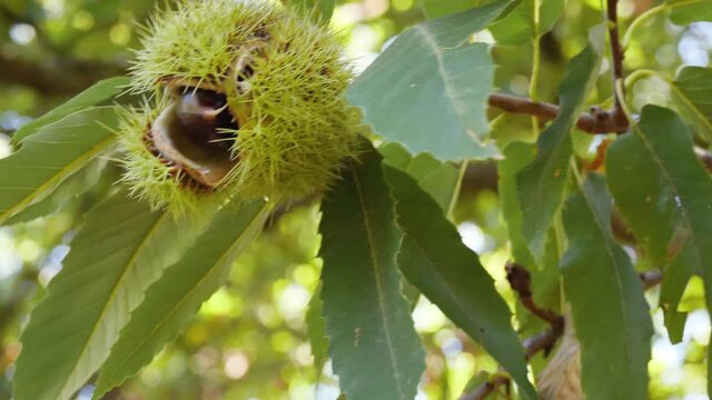 Chestnut Fruits in Single Green Hedgehog with Leaves hanging on tree's branch Close Up in autumn before harvest
