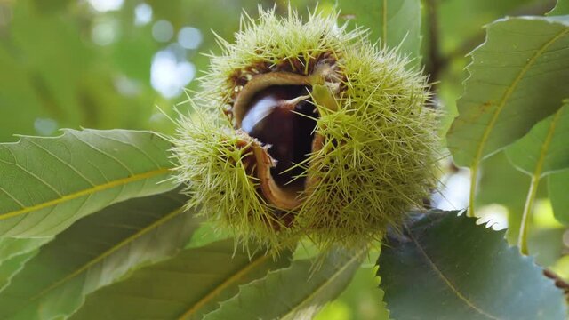 Chestnut Fruits Inside Single Hedgehog with Leaves Close Up hanging on tree's branch in autumn before harvest