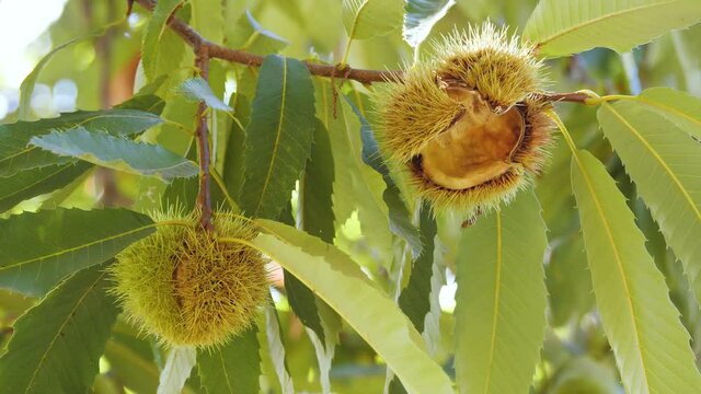 Chestnut Empty Hedgehog and Another With Fruit Inside  with Leaves hanging on tree's branch changing light in autumn before harvest