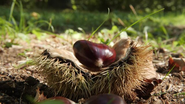 Chestnut Single Fruit Laying on an Open Hedgehog on the ground Close Up in autumn before harvest Changing Light