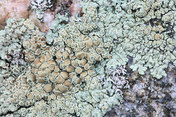 Protoparmeliopsis muralis, commonly known as stonewall rim lichen