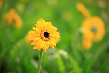 African chrysanthemum