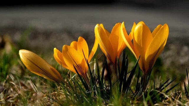 Zooming in closeup of live yellow crocus