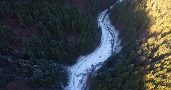 Frozen road in the green forest