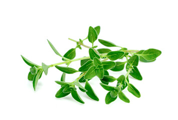 fresh thyme or Lemon thyme leaf isolated on a white background ,Green leaves pattern