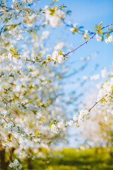 Attractive ornamental garden with blooming lush trees in idyllic sunny day.