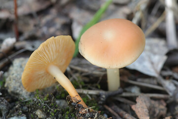 Gymnopus dryophilus, known also as Collybia dryophila, commonly called the Russet Toughshank, wild mushroom from Finland