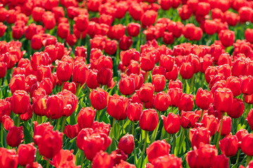 fresh red tulips in sunlight, low angle