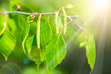 Bright green leaves of birch tree, sunny spring landscape, natural background