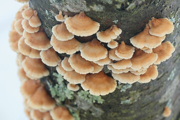 Plicatura crispa, commonly known as crimbed gill, wild fungus from Finland