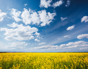 Yellow canola field in sunlight. Location rural place of Ukraine, Europe.