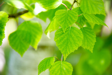 Naklejka na ściany i meble Bright green leaves of birch tree, sunny spring landscape, natural background