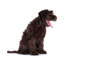 Adorable dark brown Cobberdog aka Labradoodle pup, sitting side ways with tongue out yawning.  Isolated on white background.