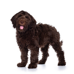 Adorable dark brown Cobberdog aka Labradoodle pup, standing side ways with tongue out. Looking towards camera. Isolated on white background.