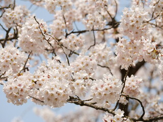 青空と桜