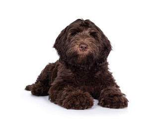 Adorable dark brown Cobberdog aka Labradoodle pup, laying down facing front with closed mouth. Looking towards camera. Isolated on white background.