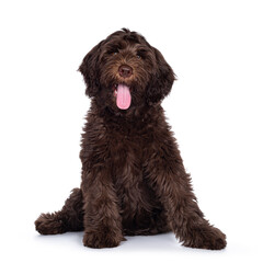 Adorable dark brown Cobberdog aka Labradoodle pup, sitting up facing front with tongue out. Looking...