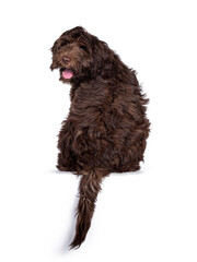 Adorable dark brown Cobberdog aka Labradoodle pup, sitting backwards on edge with tail hanging...