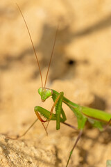 Close-up view a praying mantis. (Mantis religiosa)