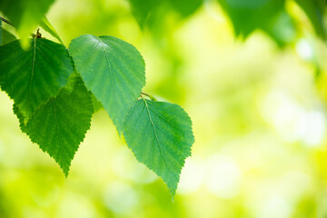 Bright green leaves of birch tree, sunny spring landscape, natural background