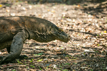 Komodo Dragon wnadering freely in Komodo National Park of East Indonesia.