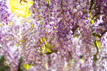 Wisteria or glicinia flowers, springtime beautiful bloom