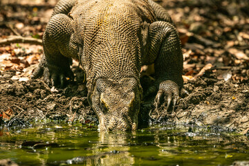 Komodo Dragon wnadering freely in Komodo National Park of East Indonesia.