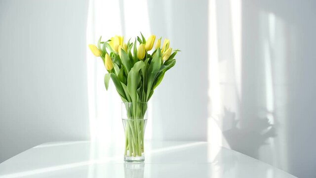 yellow tulips on white table, spring season. Bright morning sun in the open window through the curtains. Abstract white waving curtain in white bedroom apartment.