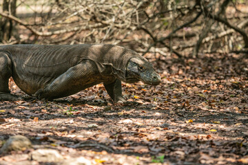 Komodo Dragon wnadering freely in Komodo National Park of East Indonesia.