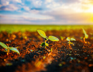Young sunflower sprout growing out from soil in the sunny day.