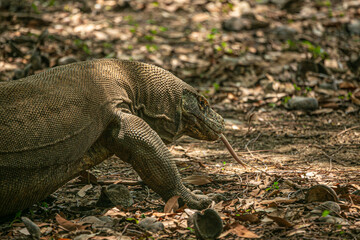 Komodo Dragon wnadering freely in Komodo National Park of East Indonesia.