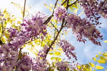 Wisteria or glicinia flowers, springtime beautiful bloom