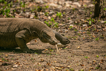 Komodo Dragon wnadering freely in Komodo National Park of East Indonesia.