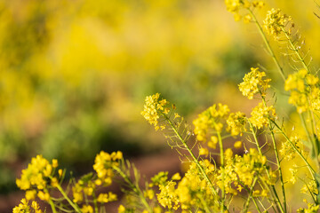春の菜の花畑の美しい菜の花