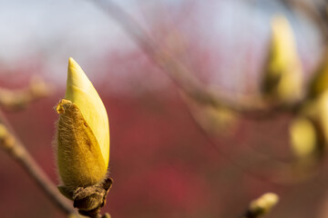 春のこぶしの白いつぼみ