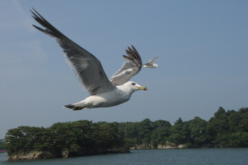 宮城県松島のユリカモメ（鳥の飛翔）