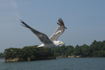 宮城県松島のユリカモメ（鳥の飛翔）