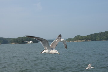 宮城県松島のユリカモメ（鳥の飛翔）