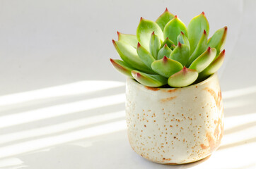 Green with red margin Echeveria Chihuahuaensis Succulent Plant in Ceramic pot Sunlight shadow background 